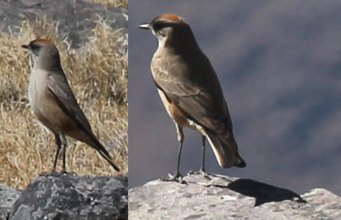 Cinnamon-bellied ground tyrant